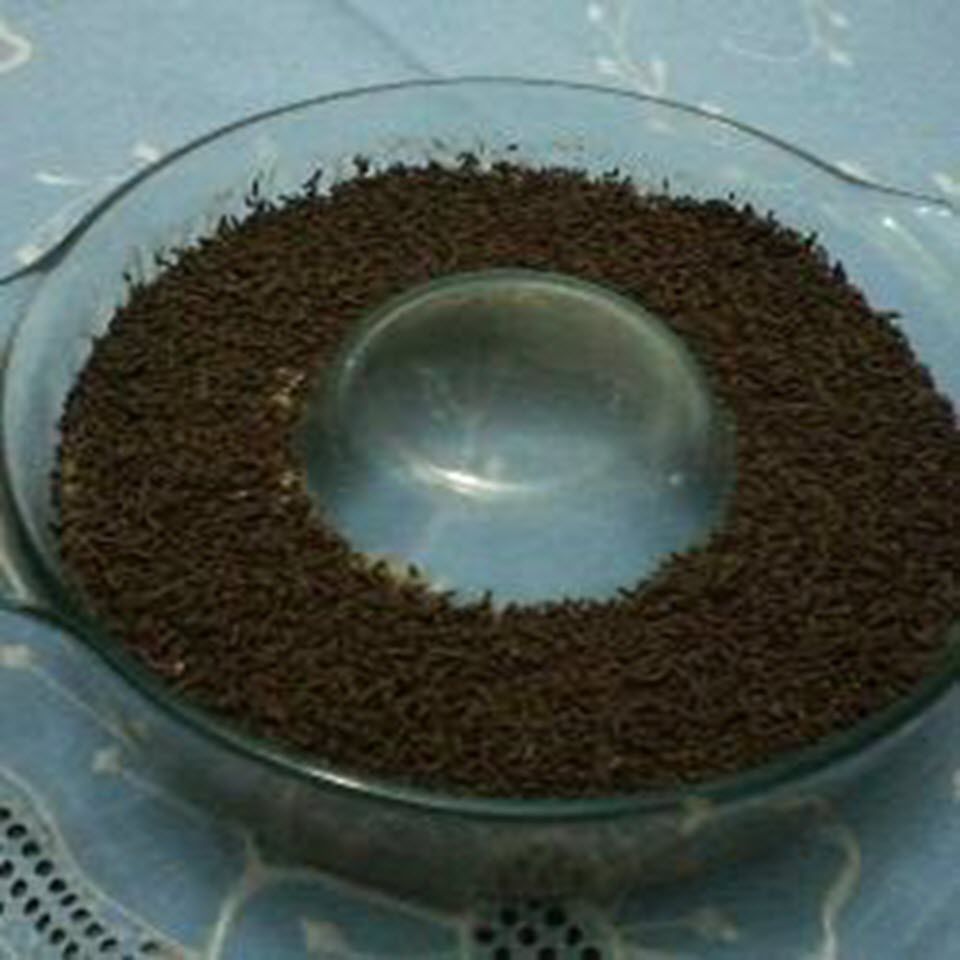 Món tráng miệng Brigadeiro